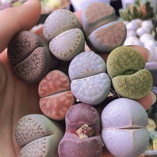 无花朵0881，2.8-3.1厘米如图