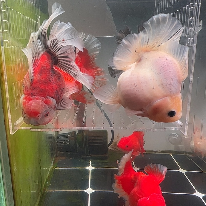 金鱼百褶泰师亚成30