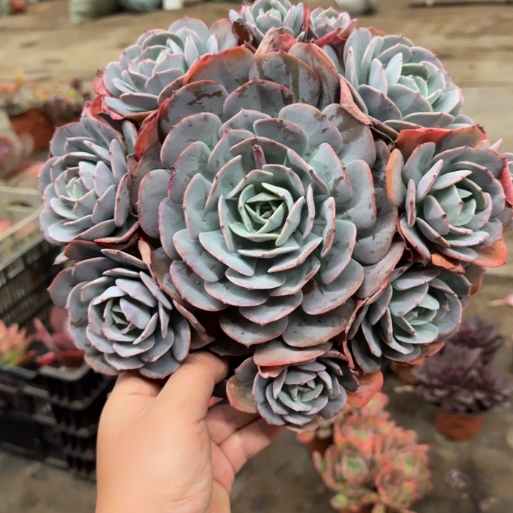 红粉台阁大单头带仔七头起