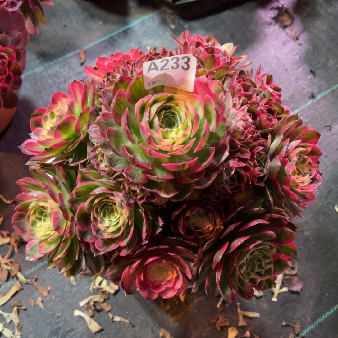 233海仙法师多肉植物