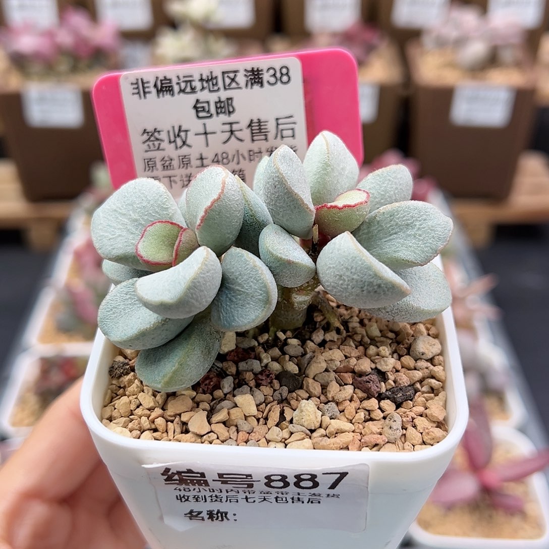 887白雪公主多肉