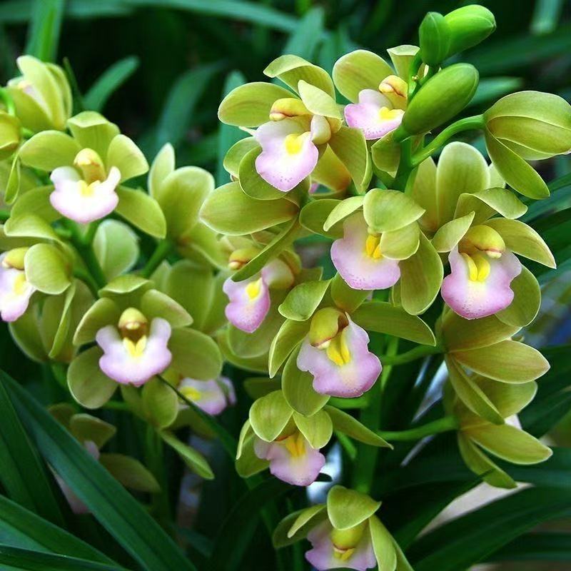 兰花【香兰带4-5支花剑】 鲜花花卉绿植盆栽带花苞-免费保温发货