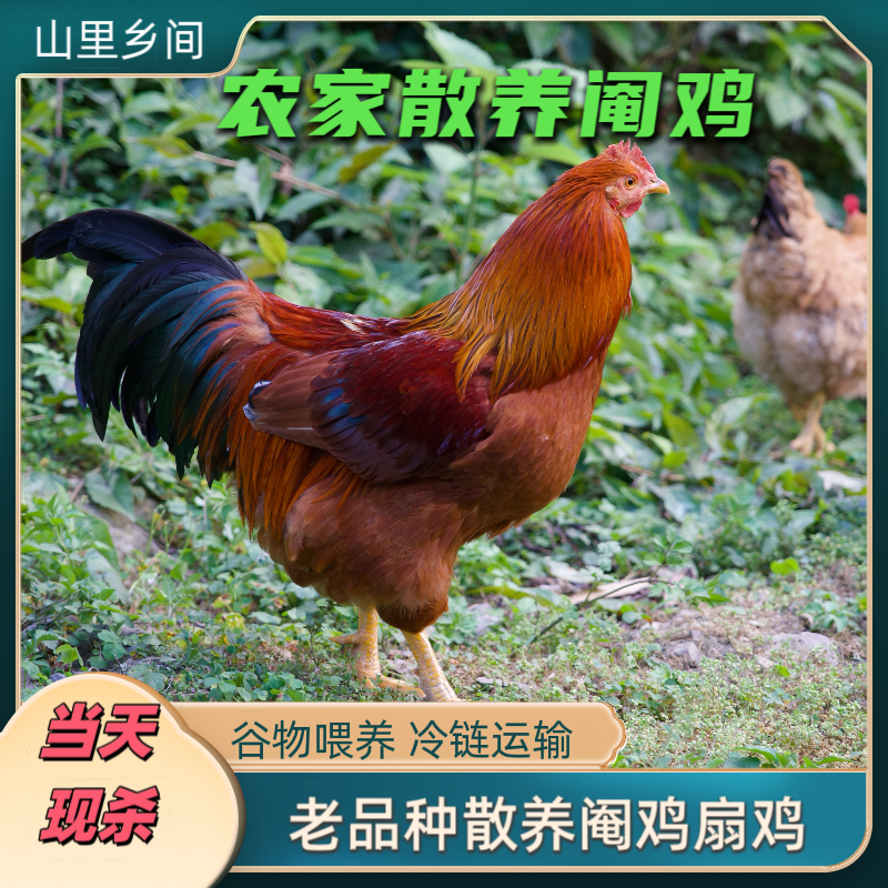 广西农家正宗土鸡 阉鸡农家散养10个月以上 现场 称重 宰杀后发货