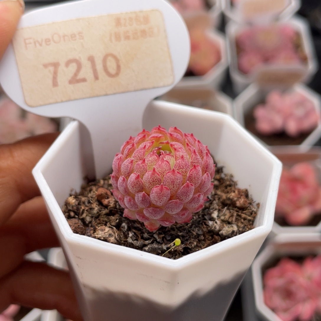 小红衣7210-2.3厘米左右