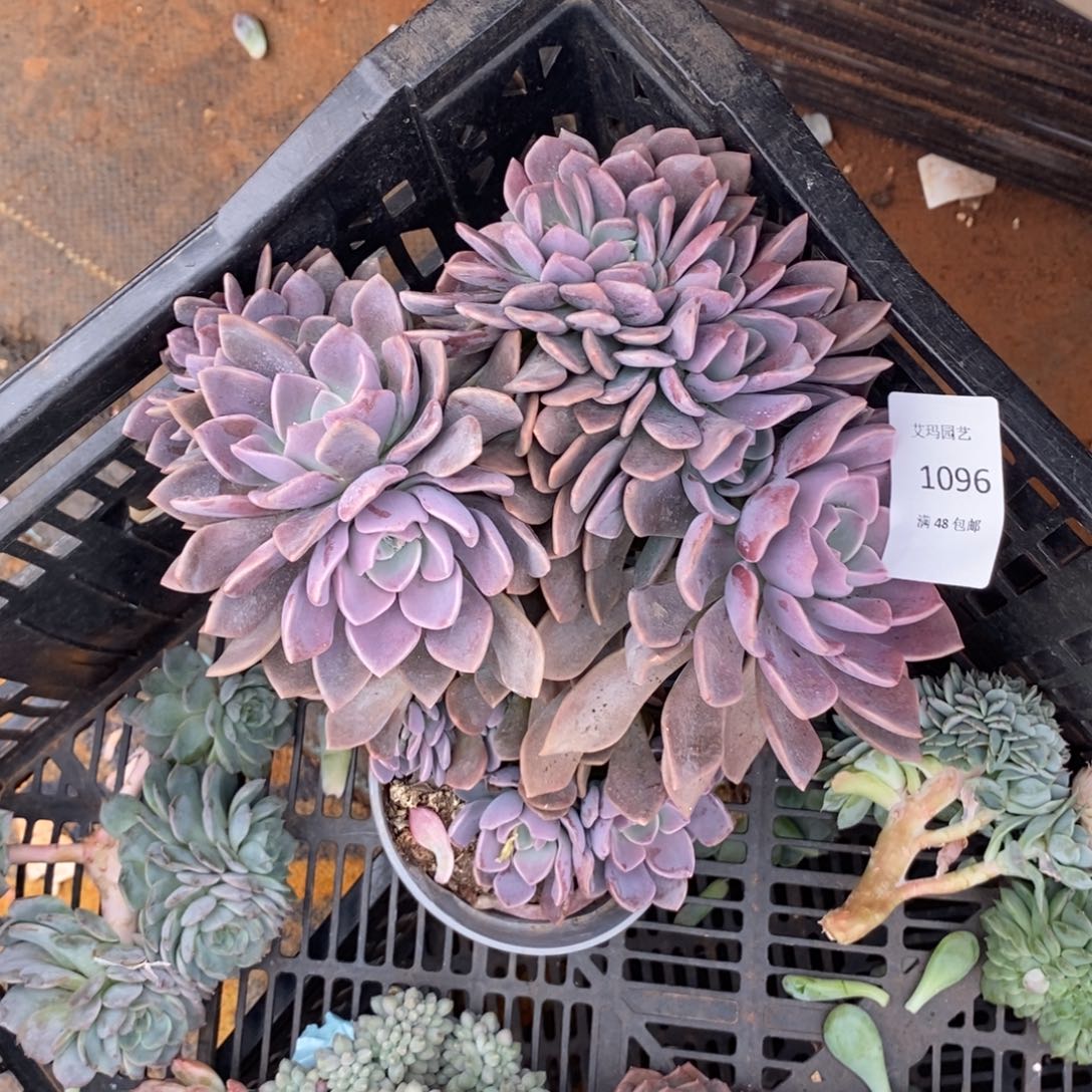 紫云天多缀化多肉多肉096