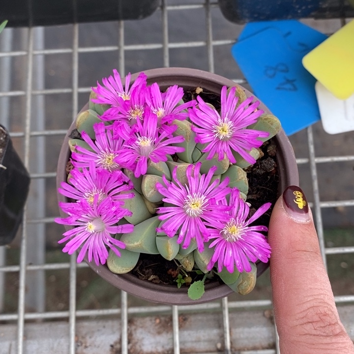 伯克利和格蕾纳等人的作品