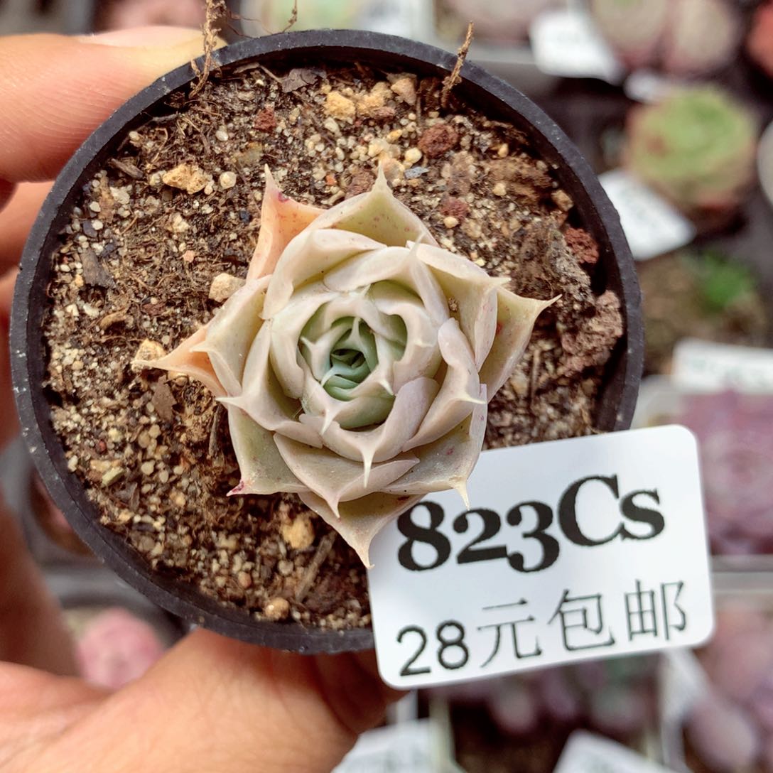 五厘米盆精控多肉823