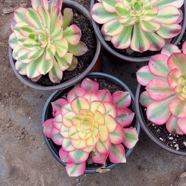 多肉植物899不售后