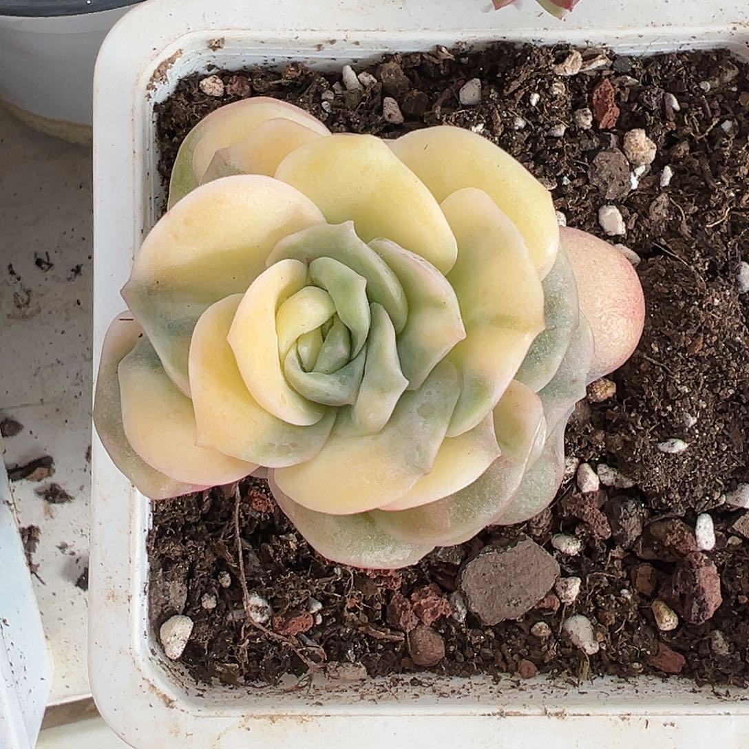 满38包邮可爱玫瑰锦