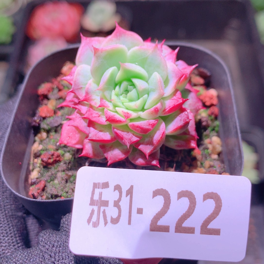 乐然31-222 夜光环 