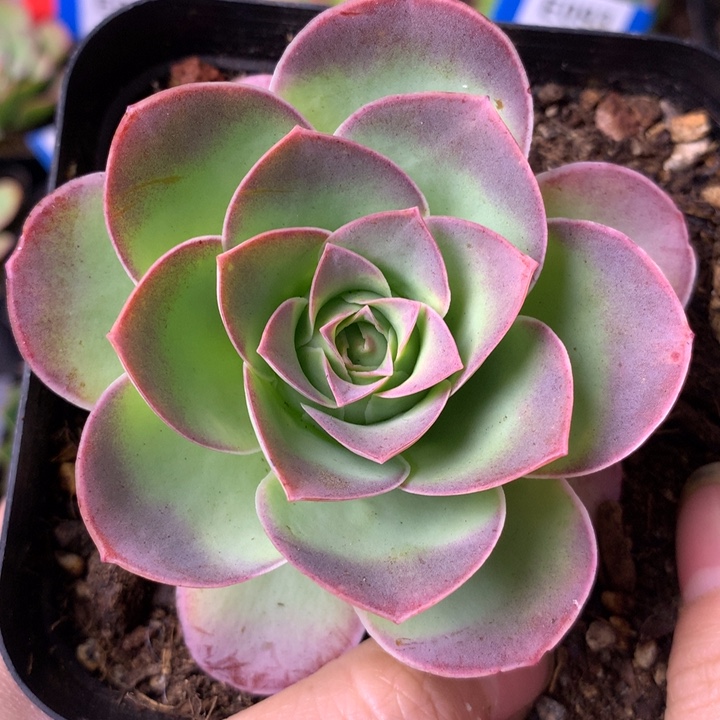 一物一拍绮梦晨光系列251