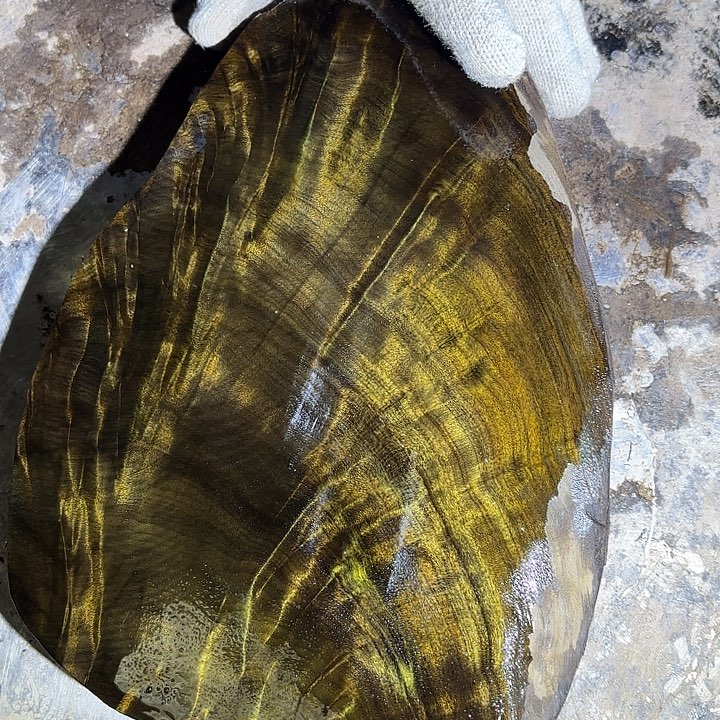 逐***.金丝楠啊啊啊啊啊啊