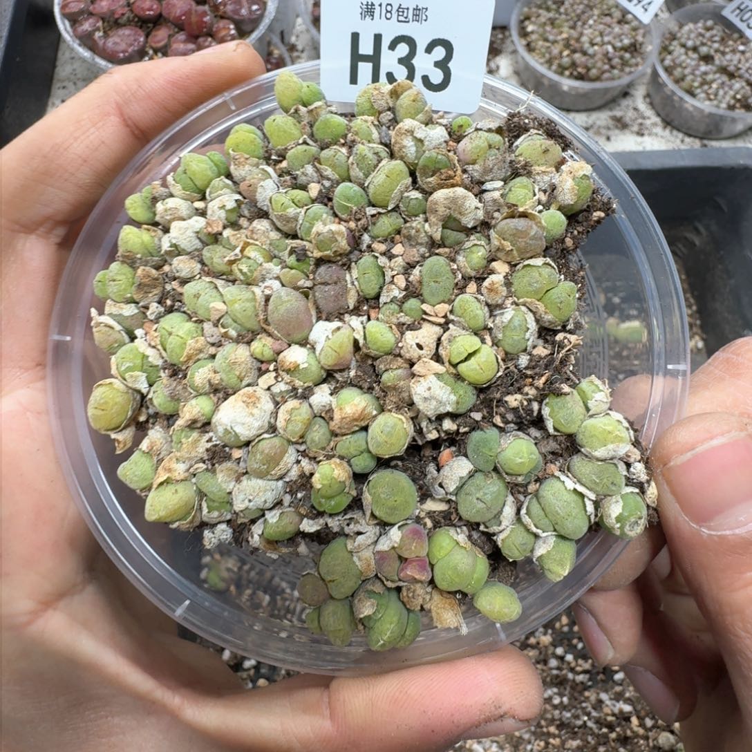 H33 毛翠滴一大盒。 