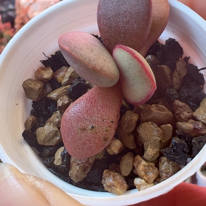 可以吗你说你不知道吗