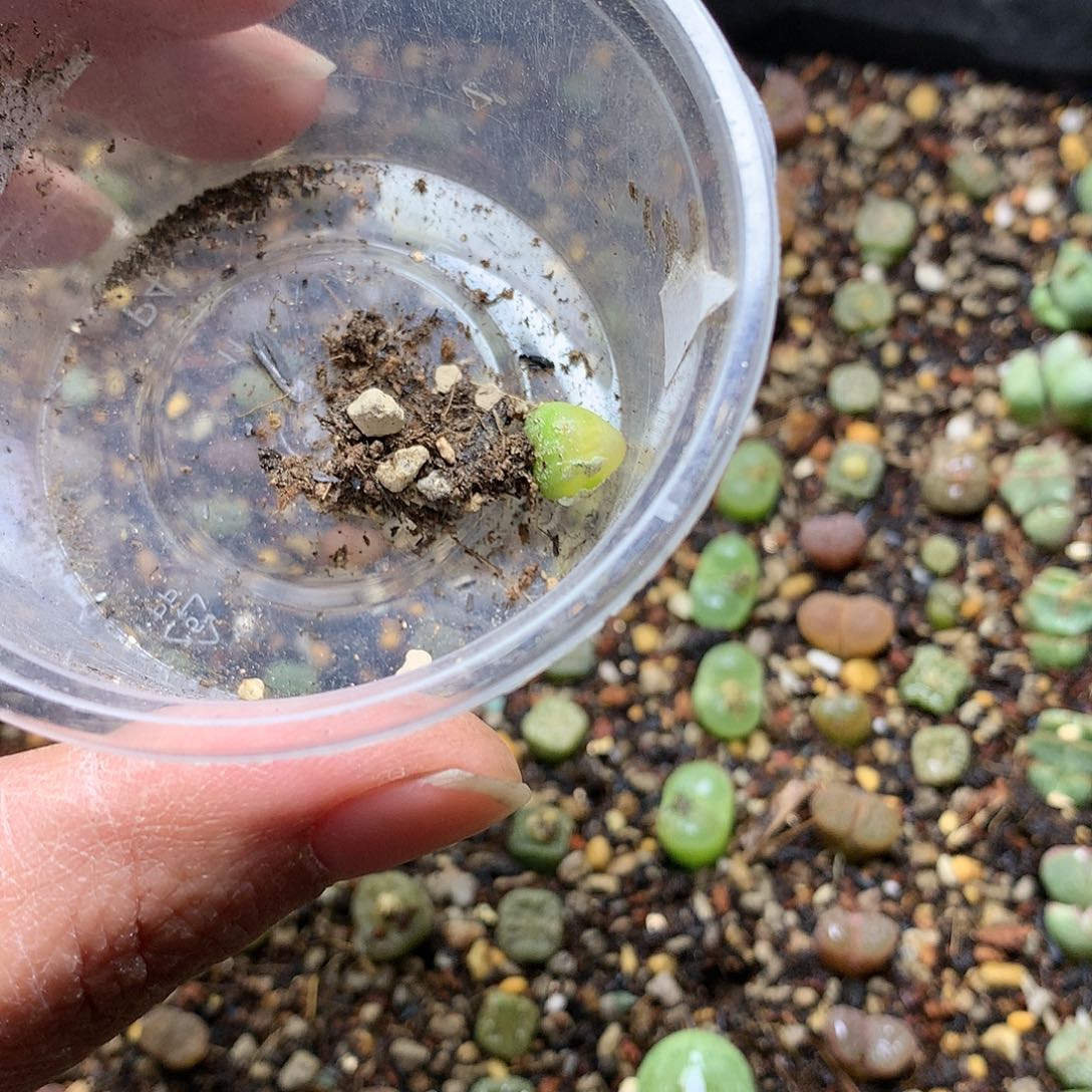 喵*?D383多肉植物保护