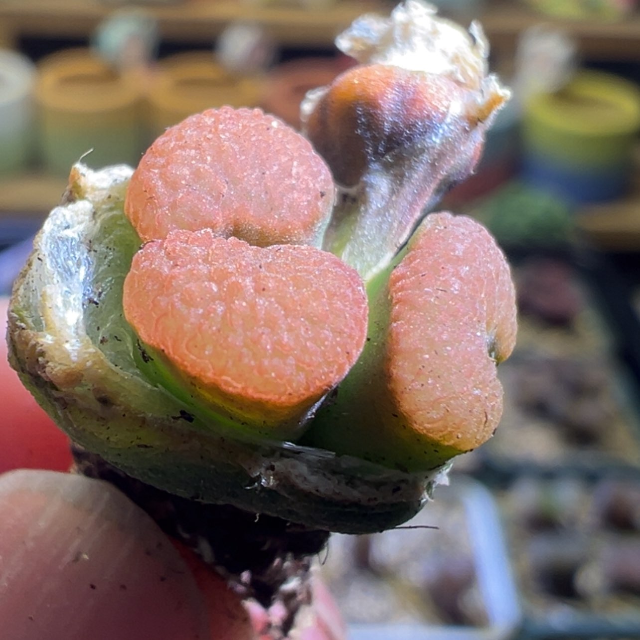 【闪购商品】?***呼红麒麟变异