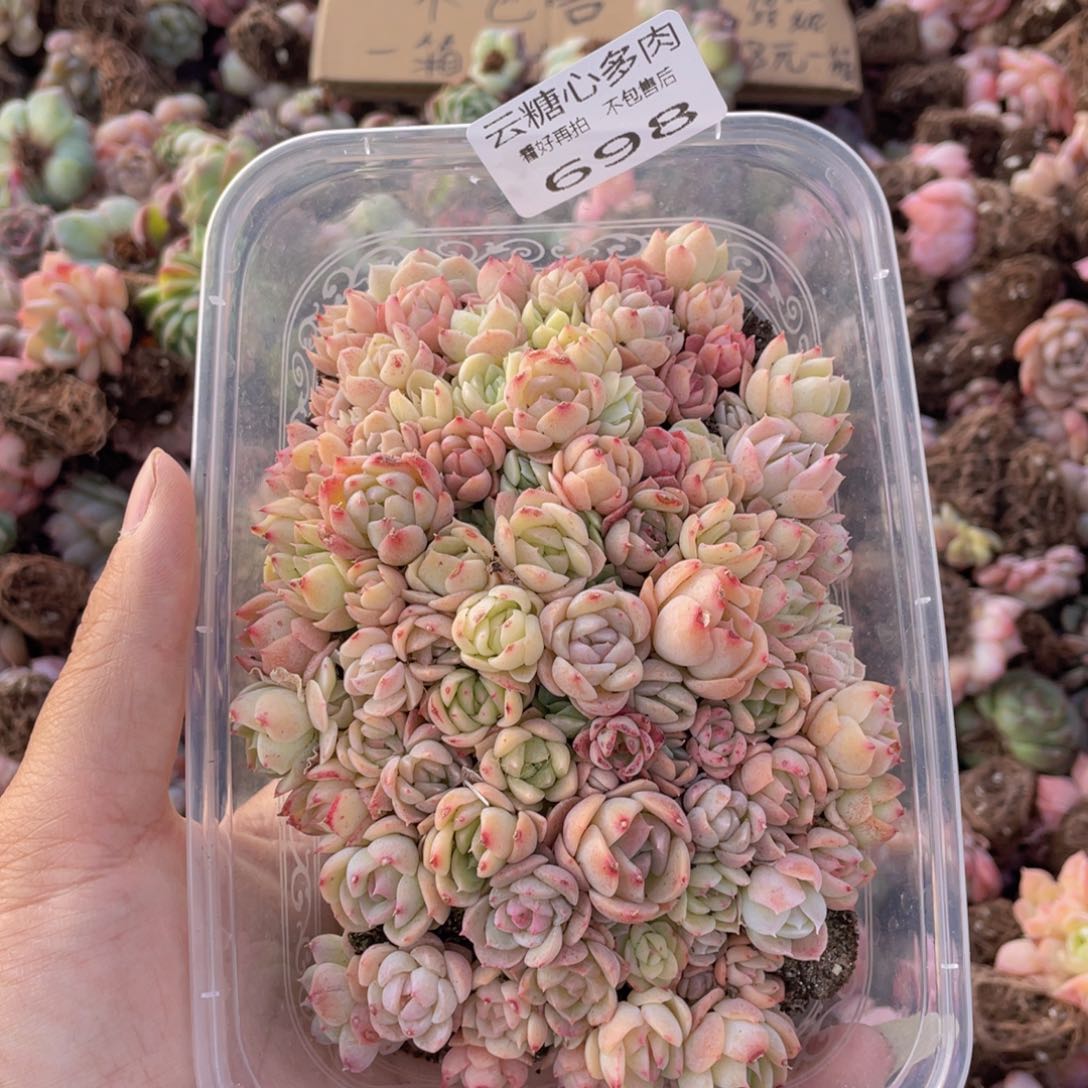 云糖心多肉植物698