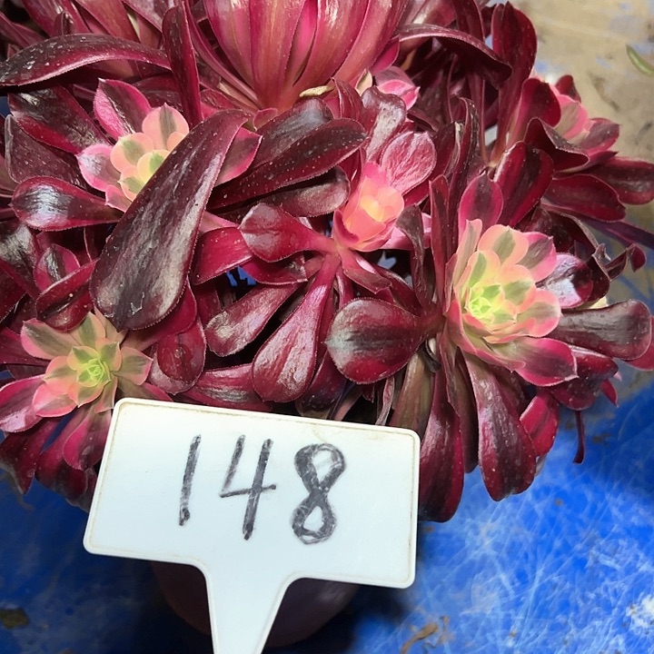 多肉植物美杜莎法师