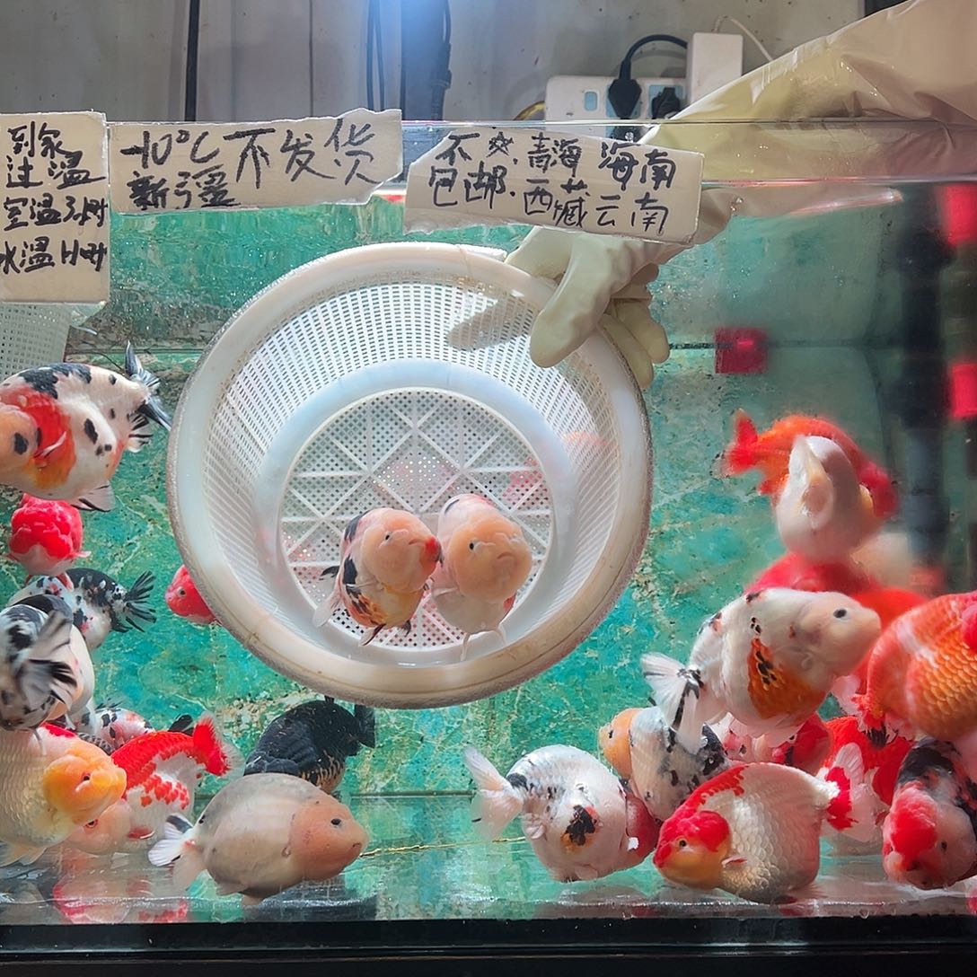 不***错金鱼不错不错两条花寿