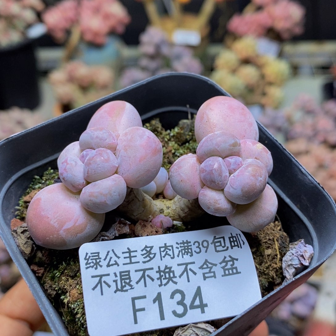 134香芋多肉肉4m