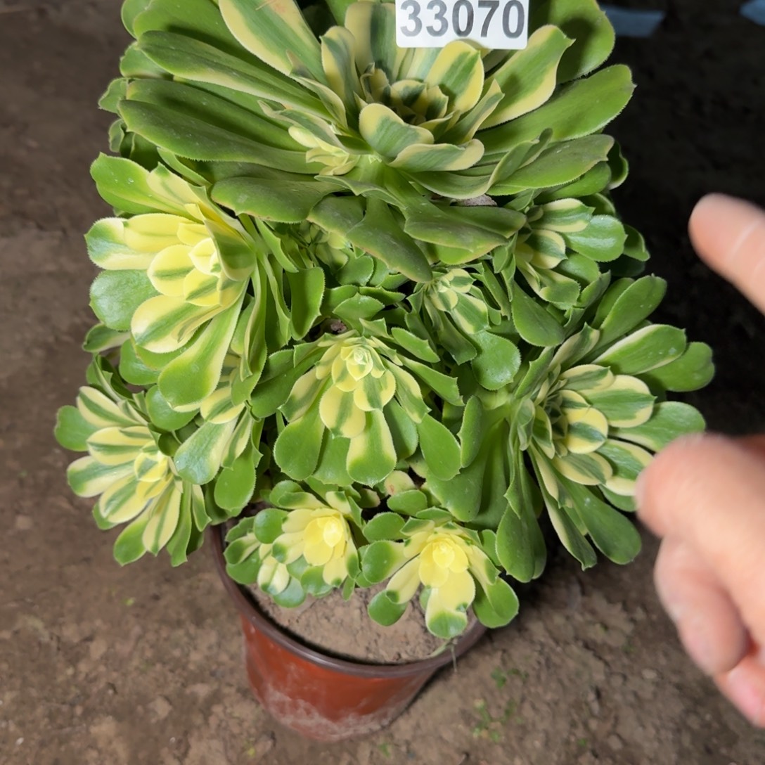 33070辛尼亚多肉植物