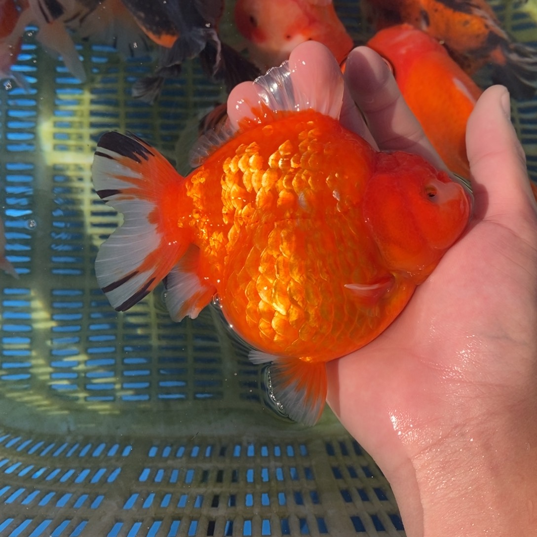 海水鱼高背大圆肚全红14cm 非偏远顺丰包邮