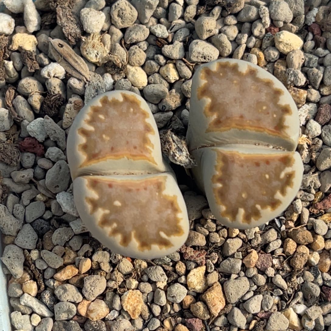 8817双头橘色霜饼一颗