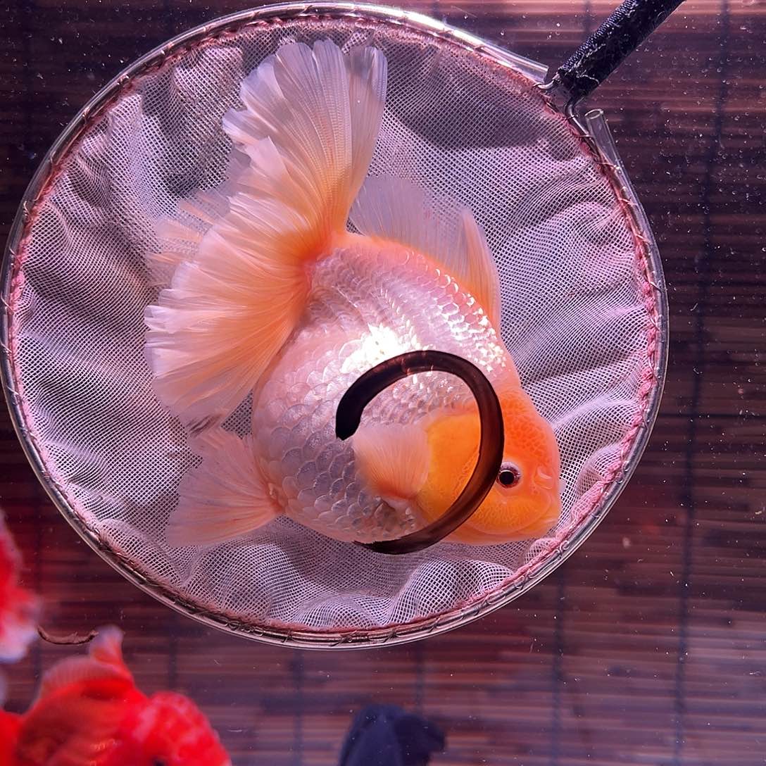 金鱼百褶泰狮冷水金鱼