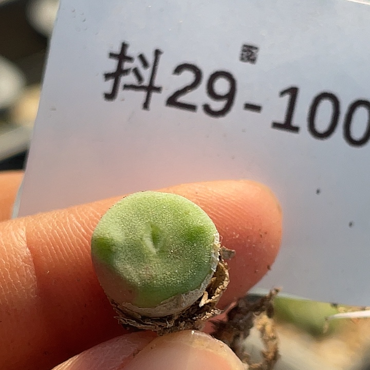 29-100毛钮扣多肉植物