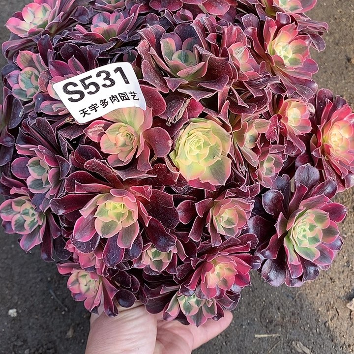 多肉植物美杜莎531多肉