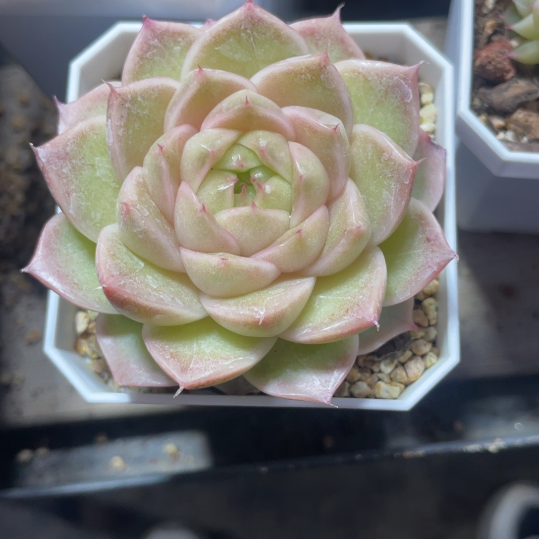 S优选麦杆福利1861