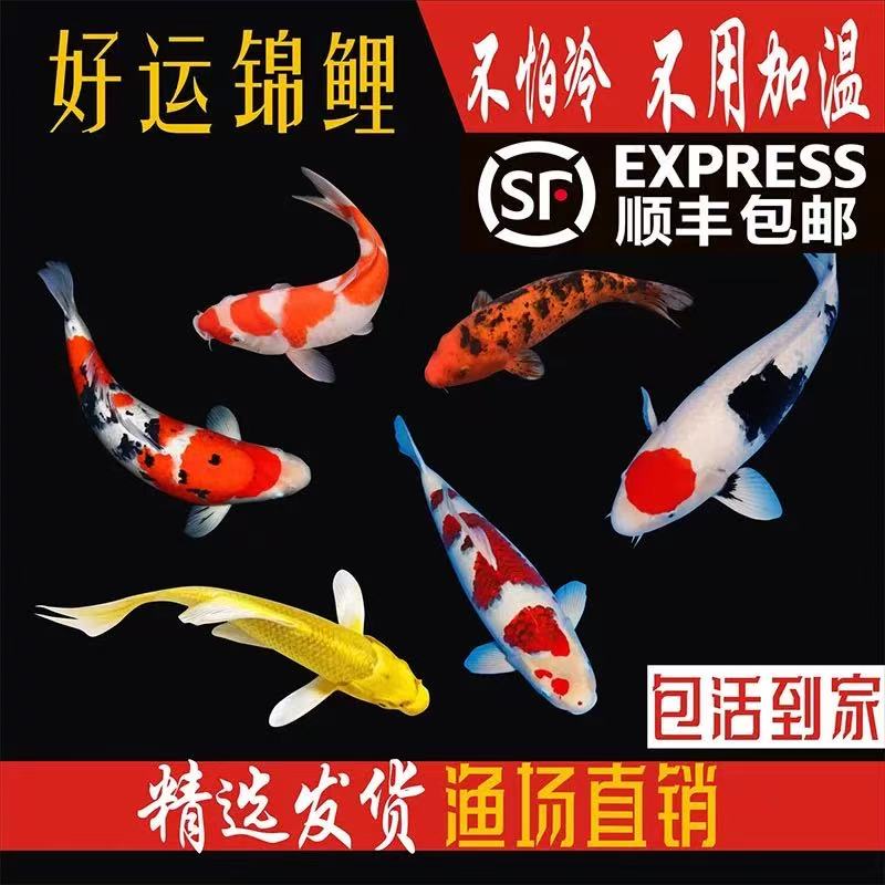 顺丰纯种锦鲤观赏鱼活鱼红白金鱼锦鲤观赏鱼鱼观赏鱼大号鲤鱼