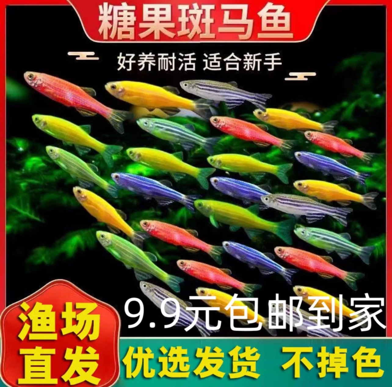 小型热带鱼斑马鱼好看好养嘎嘎活跃