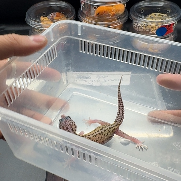 豹纹守宫雪花日蚀