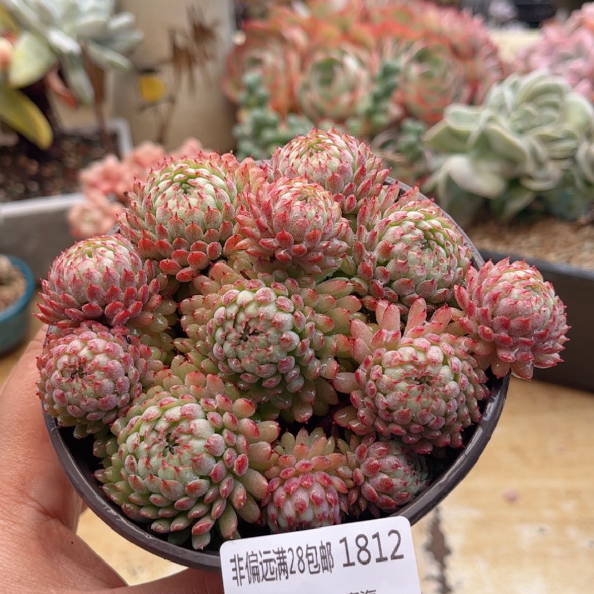 【闪购商品】1812小红船