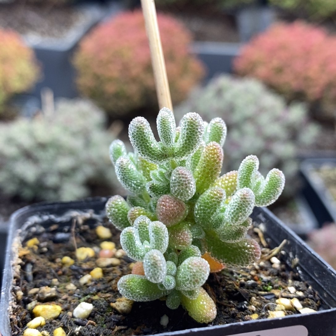 优选冰晶7215枝干番杏