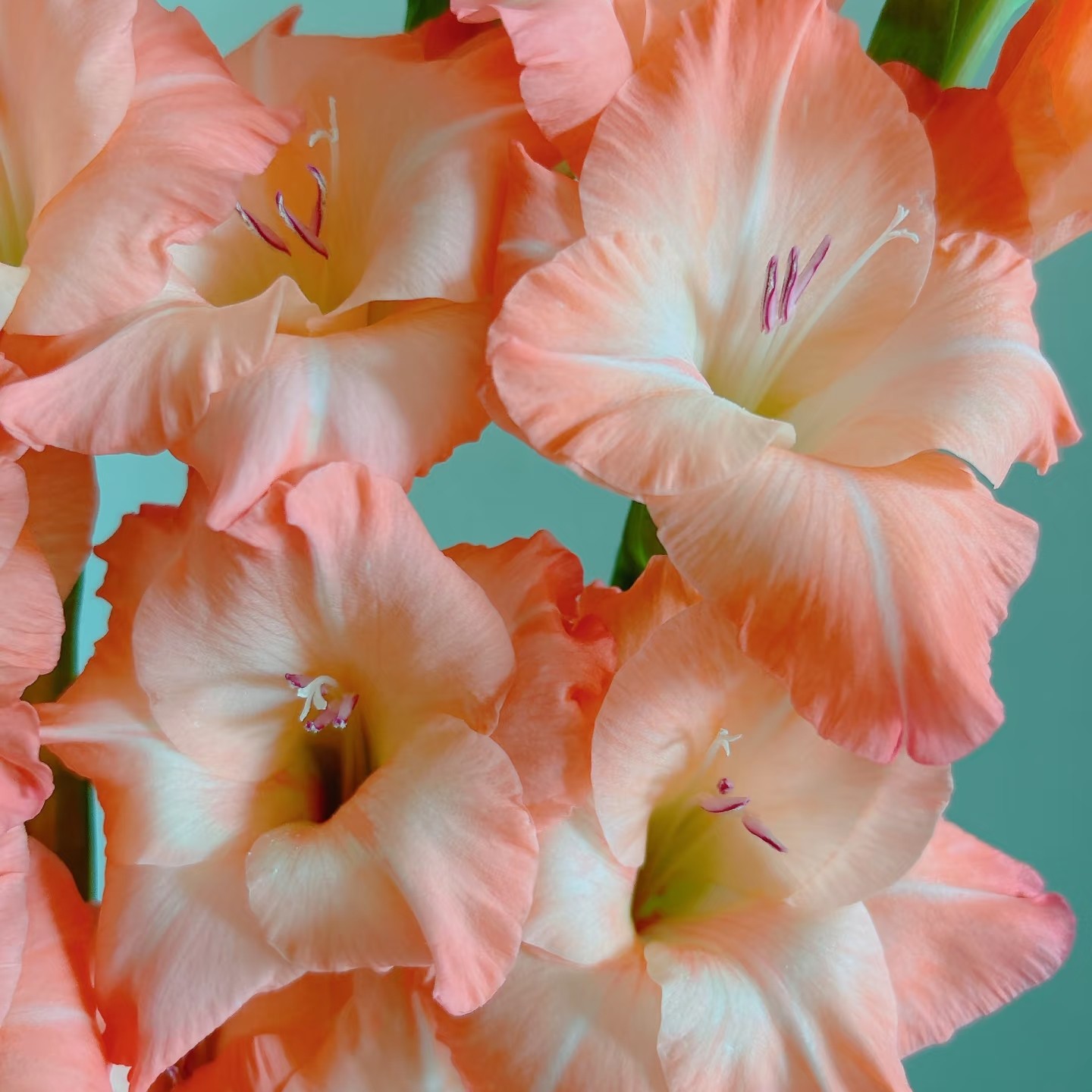 特价福利粉剑兰 居家办公优选 （东北基地发货）