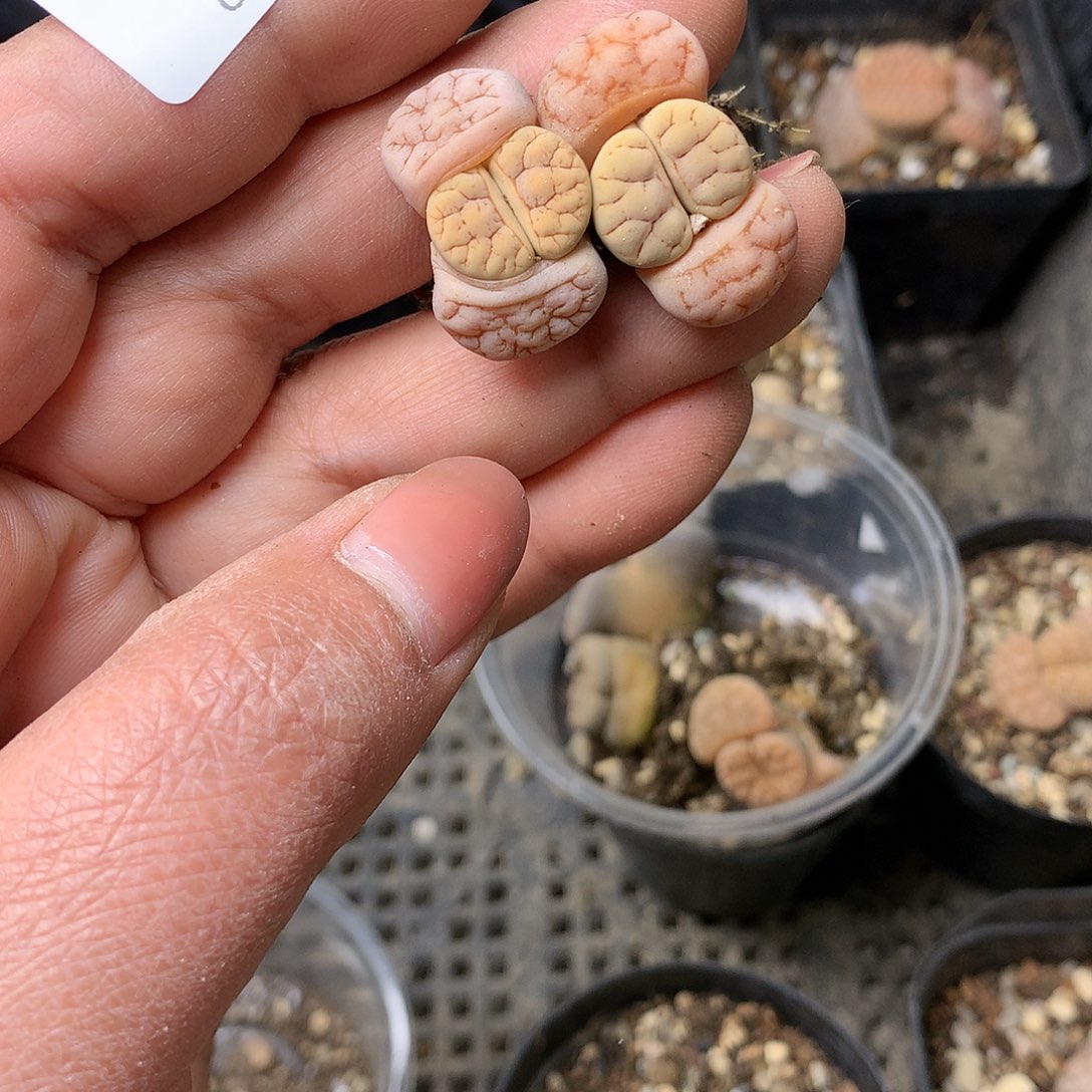 K81多肉植物保护研究所