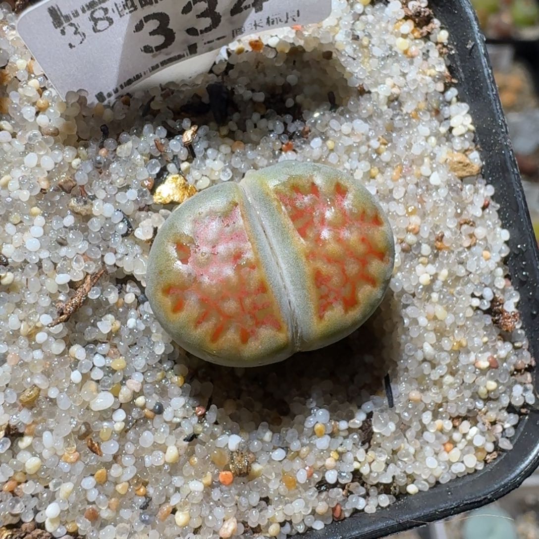 Sss精品清货款334