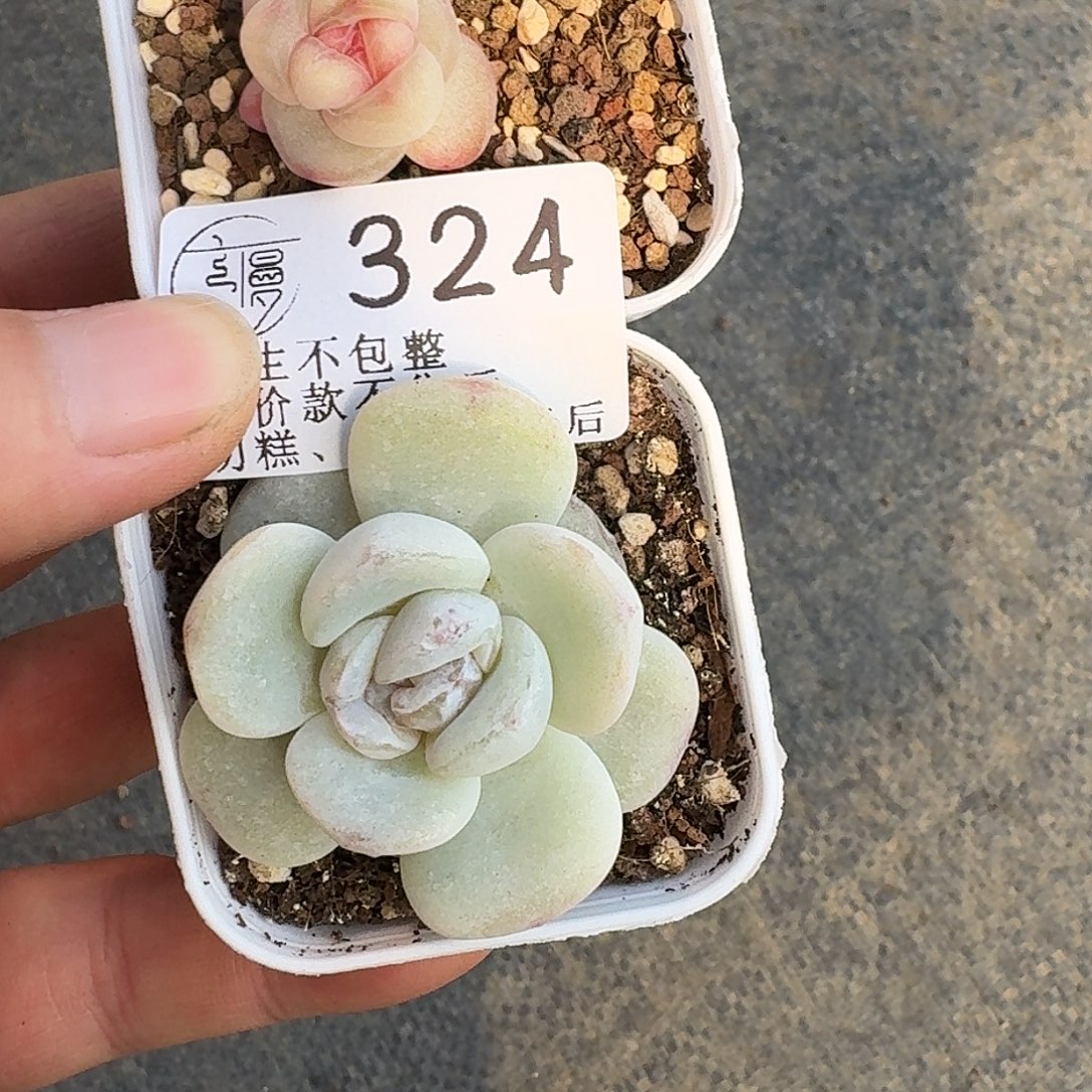 慢***宝如图324白方冰雪莲2棵