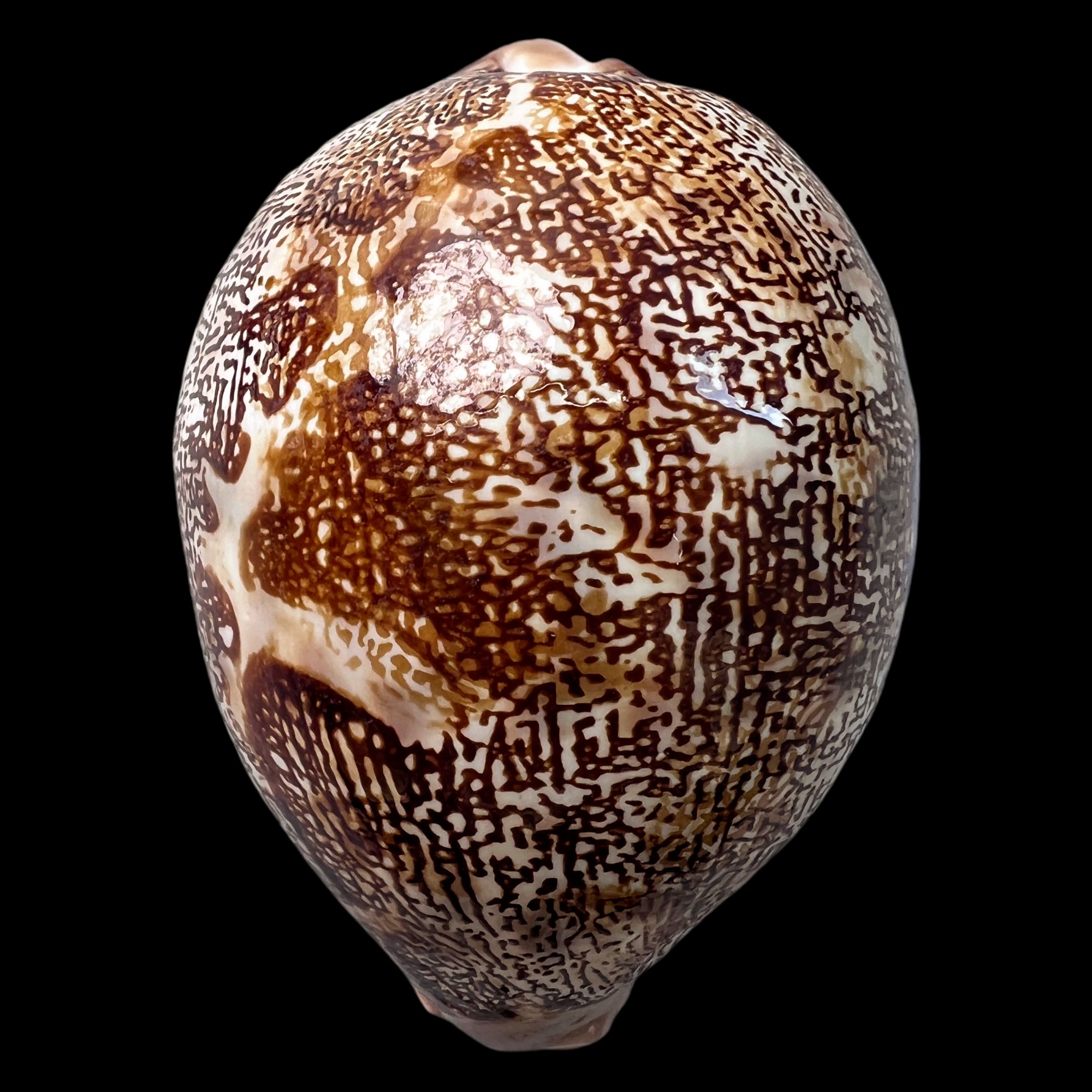 【地理宝螺】77.9mm GEM 产地：印尼 贝壳摆件 A2