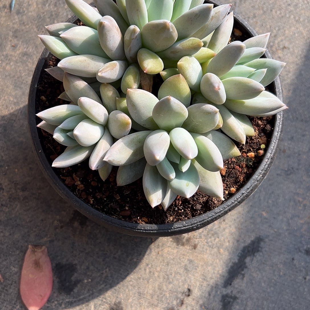 伊丽莎白。   多肉。  