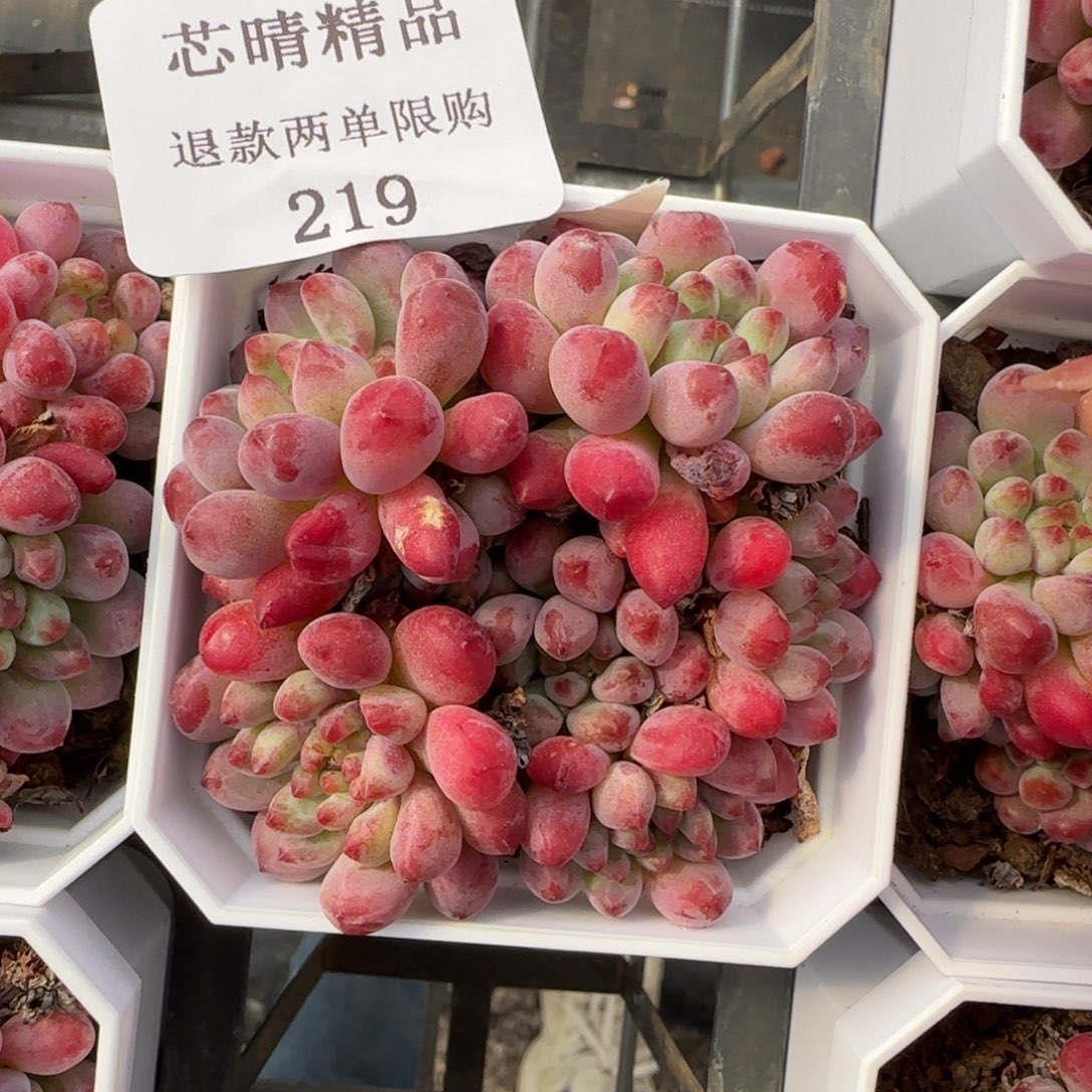 闪购精品多肉219号