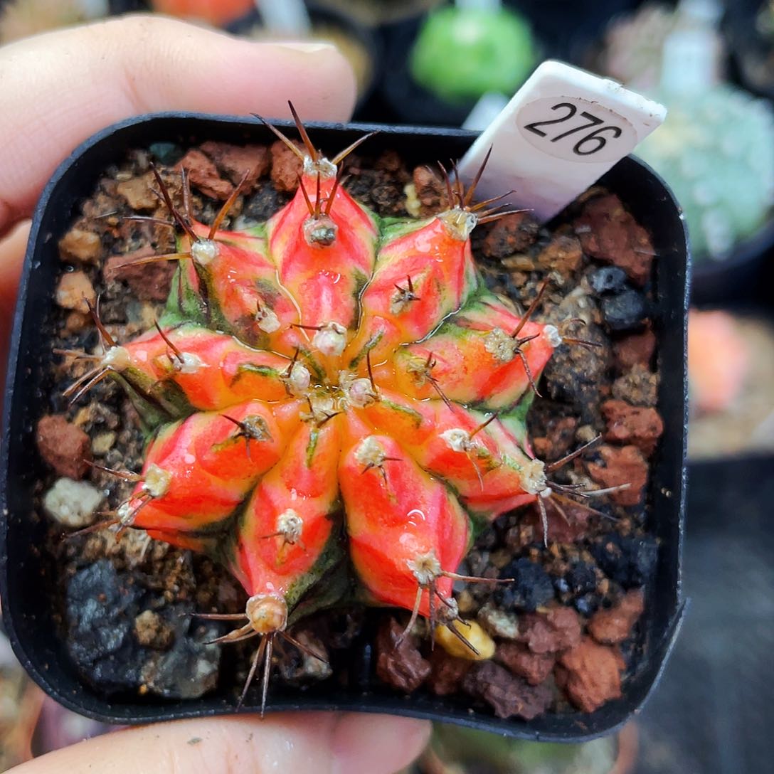 花蝴蝶偏远地区满25包邮仙人球