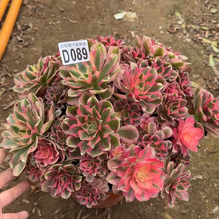 妖月……多肉植物……