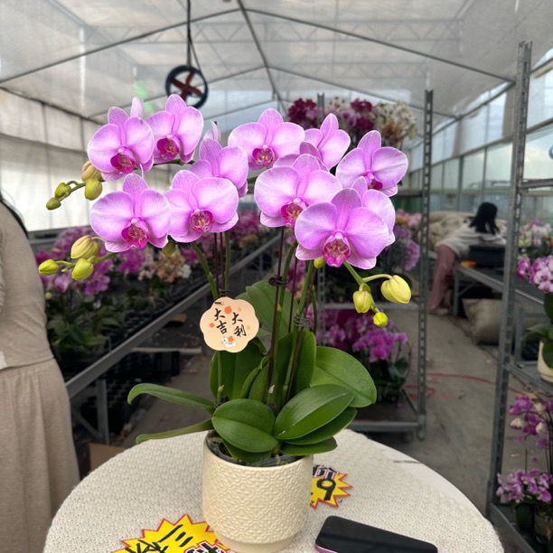 蝴蝶兰《月亮公主》带花 室内绿植花卉盆栽 四季好养活 基地直发