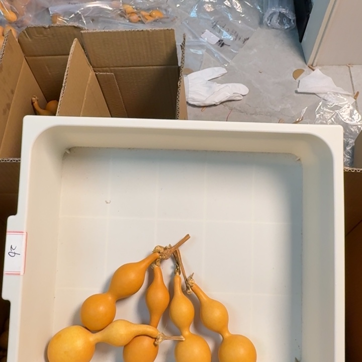 用***1精品手把蚂蚁肚葫芦