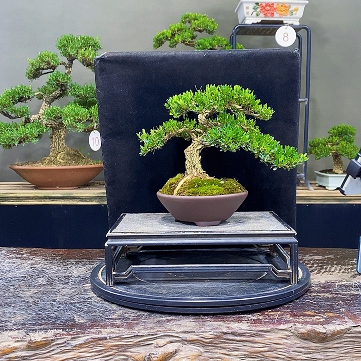 无花朵黄杨盆景四季常青