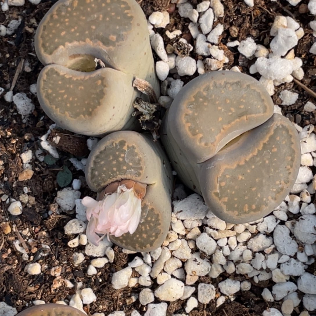 非偏远满20包邮200