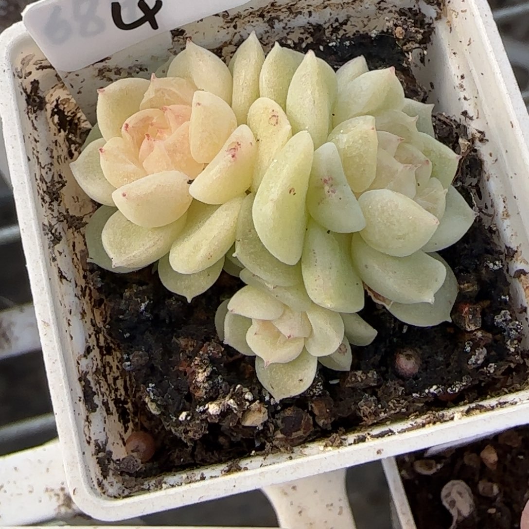 橙***呀4开播福利684三头